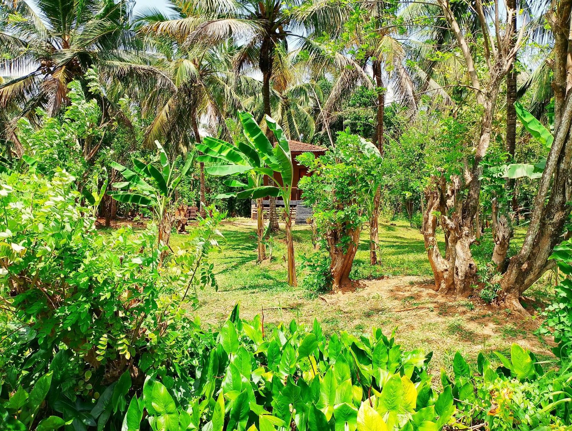Milk House Cottage Udawalawe Exteriér fotografie