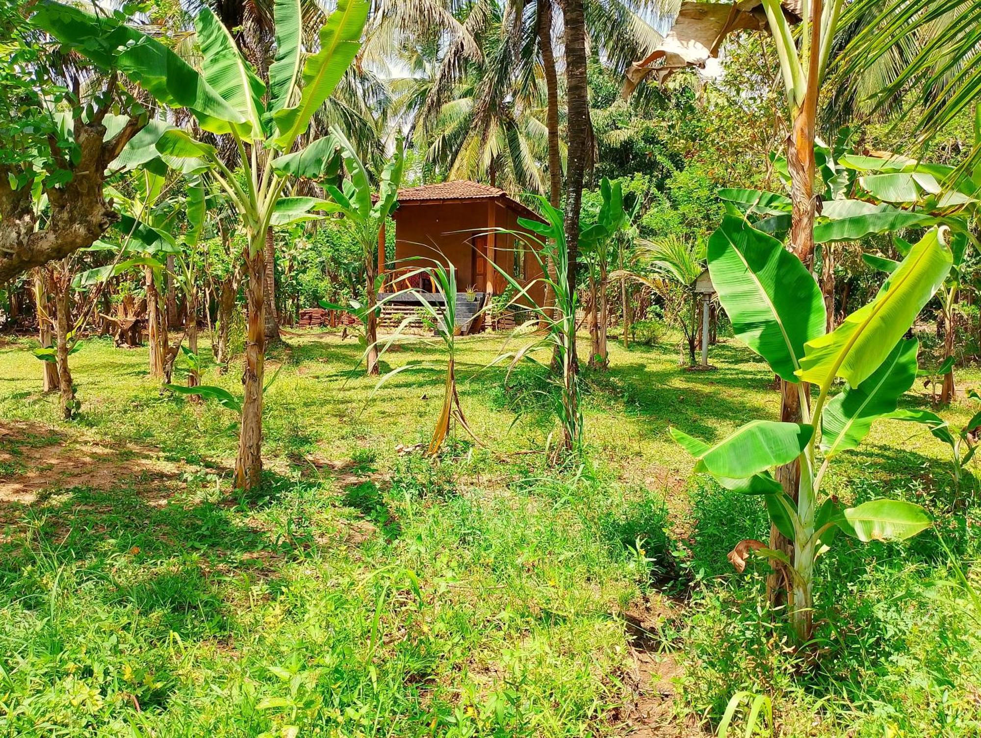 Milk House Cottage Udawalawe Exteriér fotografie